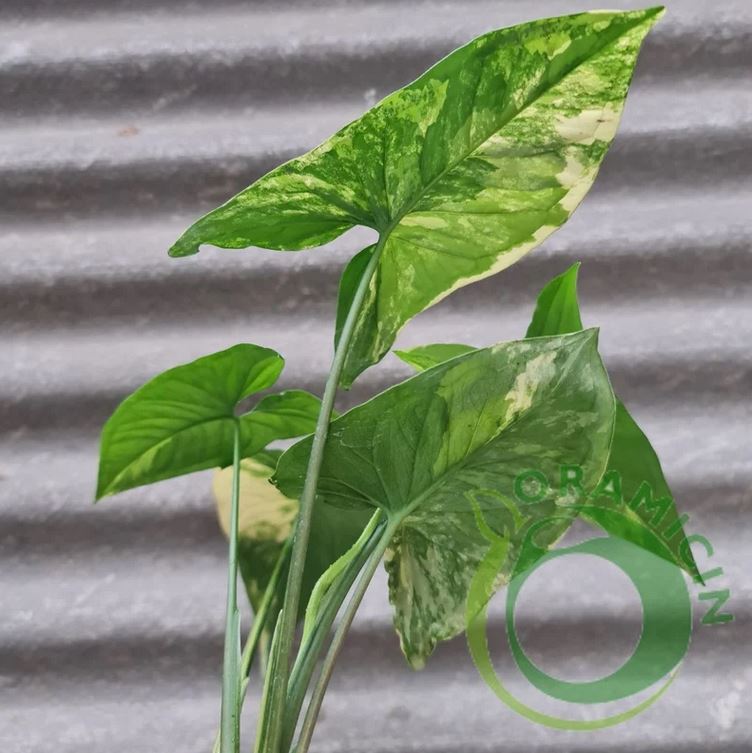 Syngonium Yellow Variegated syngonium aurea variegated Tropical Plants ORAMICIN