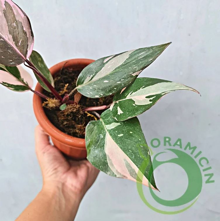 Philodendron Pink Princess Galaxy Variegated SMALL Tropical Plants ORAMICIN