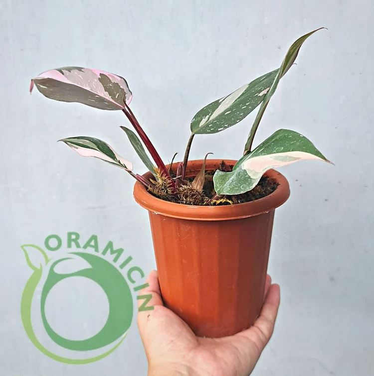 Philodendron Pink Princess Galaxy Variegated SMALL Tropical Plants ORAMICIN