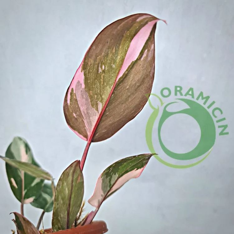 Philodendron Pink Princess Galaxy Variegated SMALL Tropical Plants ORAMICIN