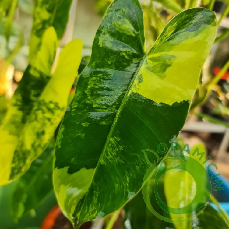 Philodendron Burlemarx Variegated Tropical Plants ORAMICIN