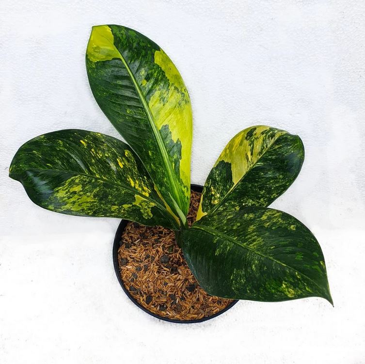 variegated dieffenbachia Dieffenbachia Big Ben variegated *Preorder* (5733P:G) Acclimated (In-Stock)