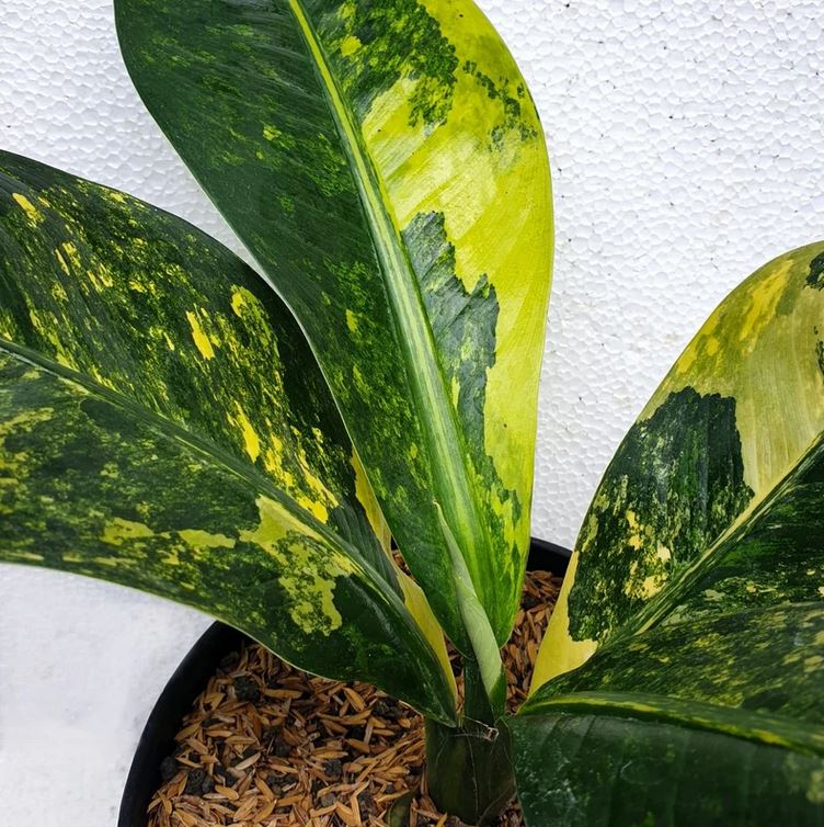Dieffenbachia Big Ben Variegated dieffenbachia daguensis Tropical Plants ORAMICIN