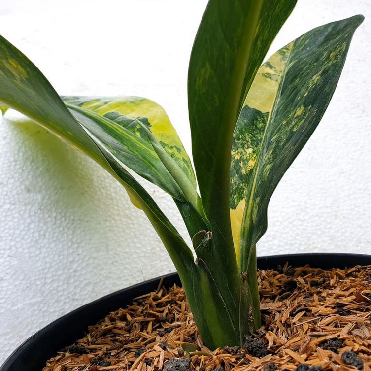 Dieffenbachia Big Ben Variegated dieffenbachia daguensis Tropical Plants ORAMICIN