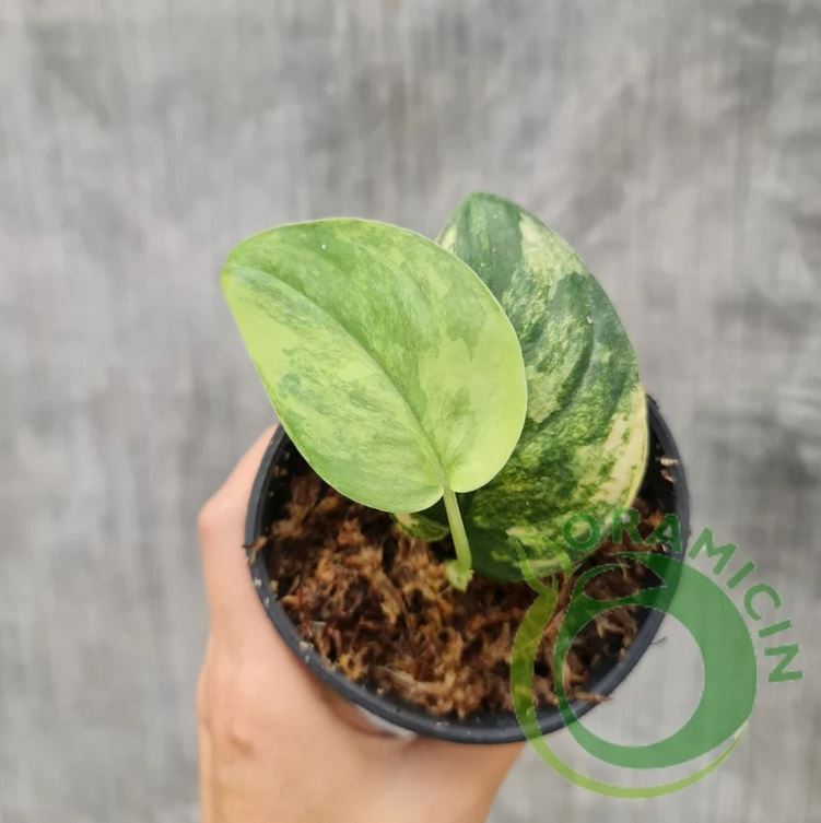 jade satin plant Scindapsus Jade Satin Aurea Yellow Variegated – oramicin