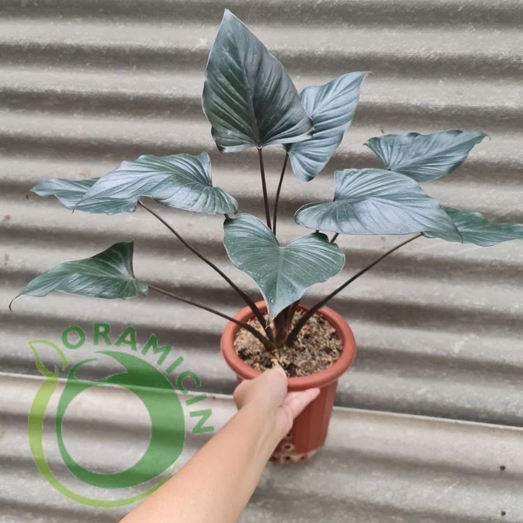Homalomena Black Tropical Plants ORAMICIN