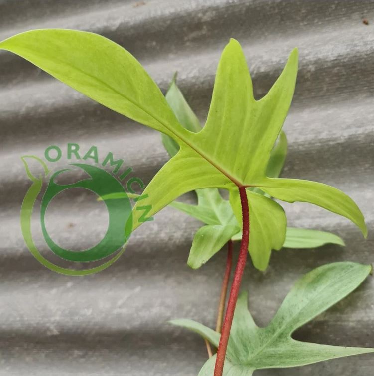 Philodendron Florida Ghost Tropical Plants ORAMICIN