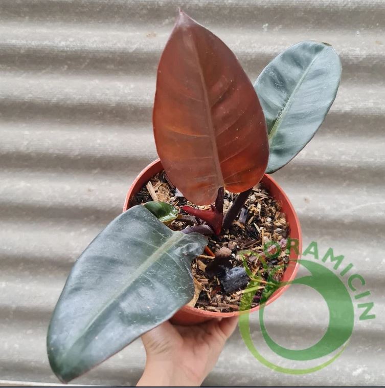 black cardinal philodendron Philodendron Black Cardinal – oramicin