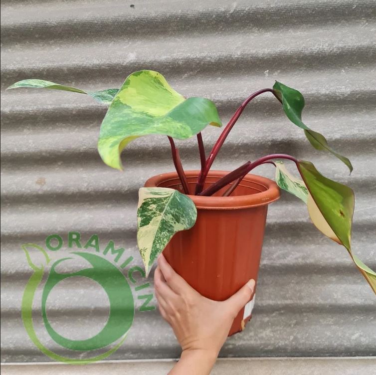 Philodendron Strawberry Shake Variegated Tropical Plants ORAMICIN