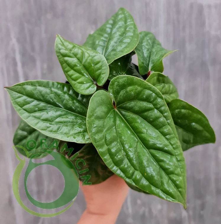 anthurium radican x luxurian Anthurium Radicans x Luxurians – oramicin