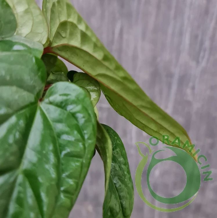 Anthurium Radicans x Luxurians Tropical Plants ORAMICIN