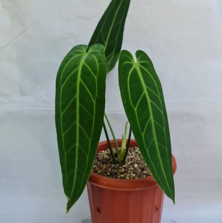 anthurium warocqueanum for sale Anthurium Warocqueanum – oramicin