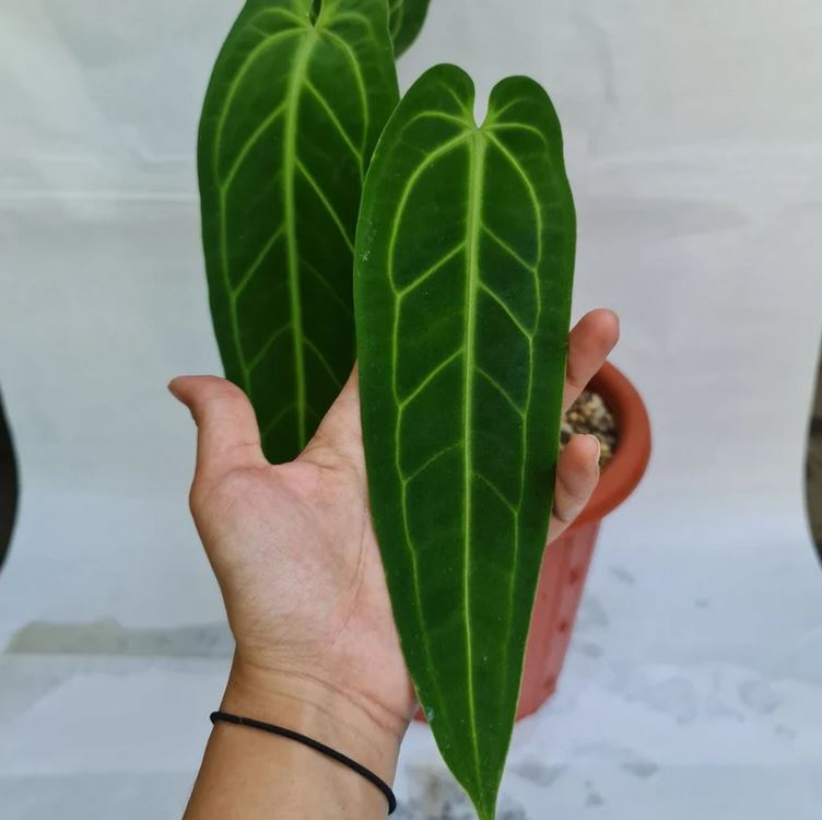 Anthurium Warocqueanum Tropical plants ORAMICIN