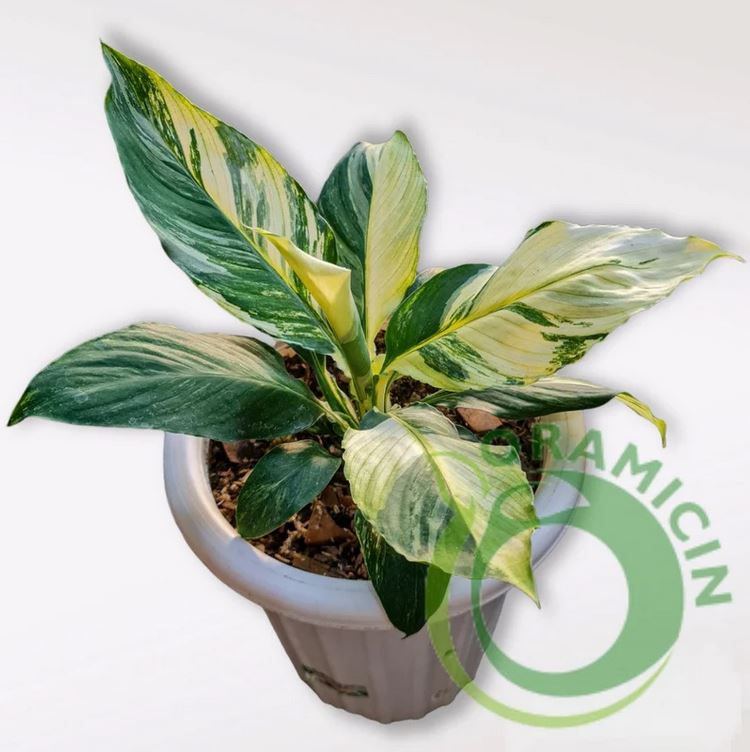 peace lily sensation variegated Spathiphyllum 'Sensation Variegata'
