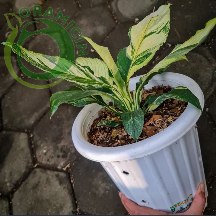 Spatiphyllum Sensation Variegated Tropical plants ORAMICIN