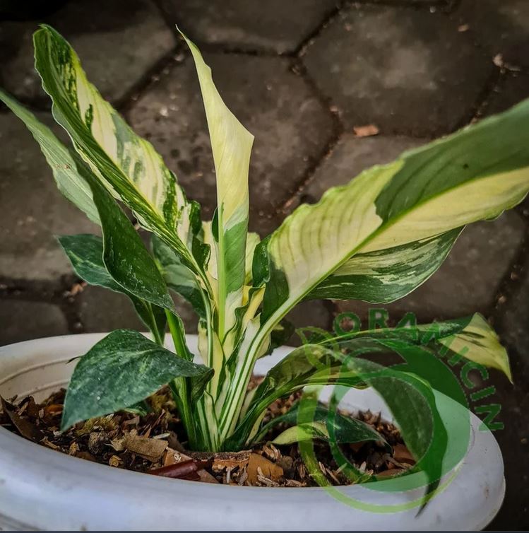 Spatiphyllum Sensation Variegated Tropical plants ORAMICIN