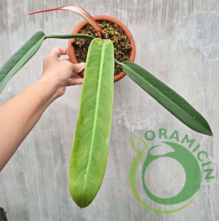 Philodendron Bicolor Tropical plants ORAMICIN