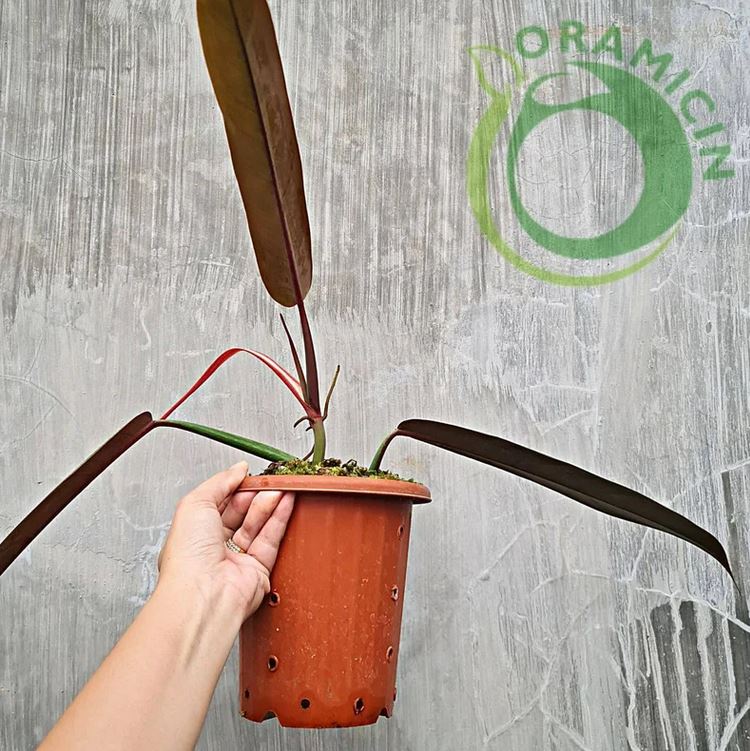 Philodendron Bicolor Tropical plants ORAMICIN