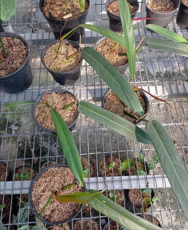 Philodendron Bicolor Tropical plants ORAMICIN