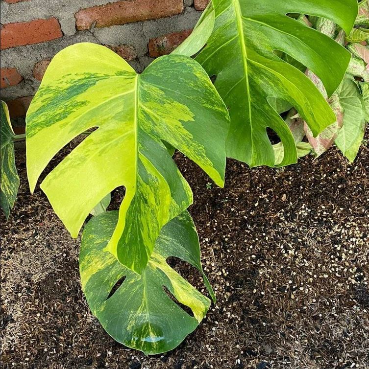 mini monstera plant yellow leaves Monstera Aurea (Small Size) – oramicin
