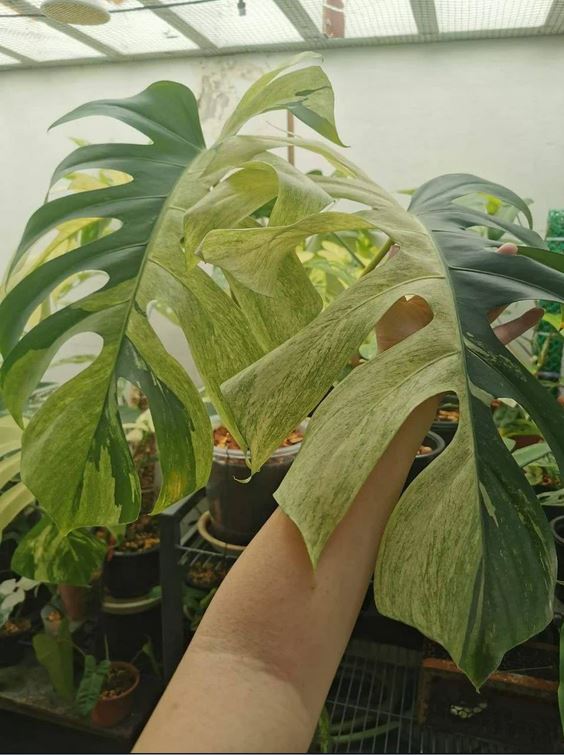 monstera mint for sale Monstera Mint