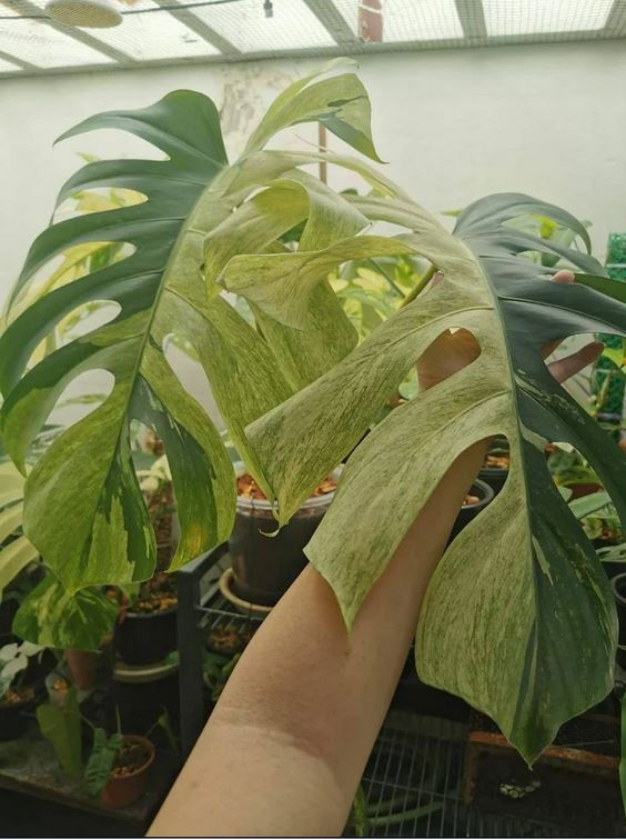 Monstera Mint (1 old leaf, 1 new active leaf) Tropical Plant Real Picture ORAMICIN