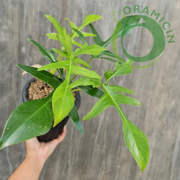 glad hands philodendron care Philodendron Glad Hands