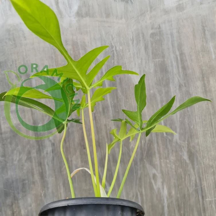 Philodendron Gladhand Glad Hand Tropical Plants ORAMICIN