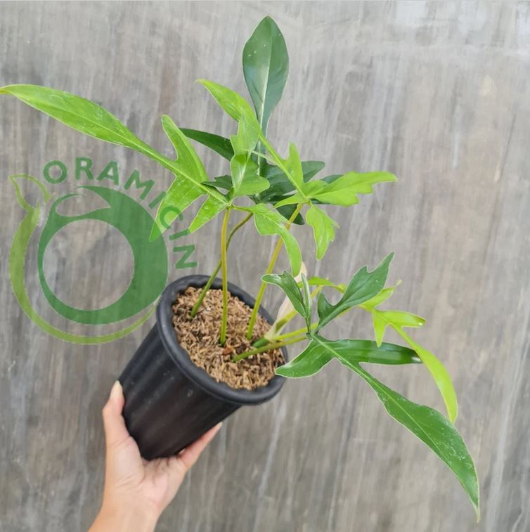 Philodendron Gladhand Glad Hand Tropical Plants ORAMICIN