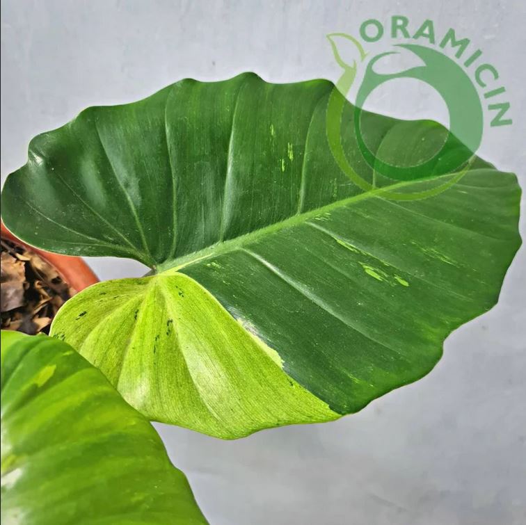 Philodendron Jungle Fever Variegated Tropical Plants ORAMICIN