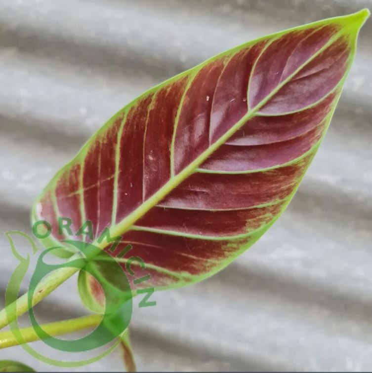 Philodendron Subhastatum Bicolor Tropical Plants ORAMICIN