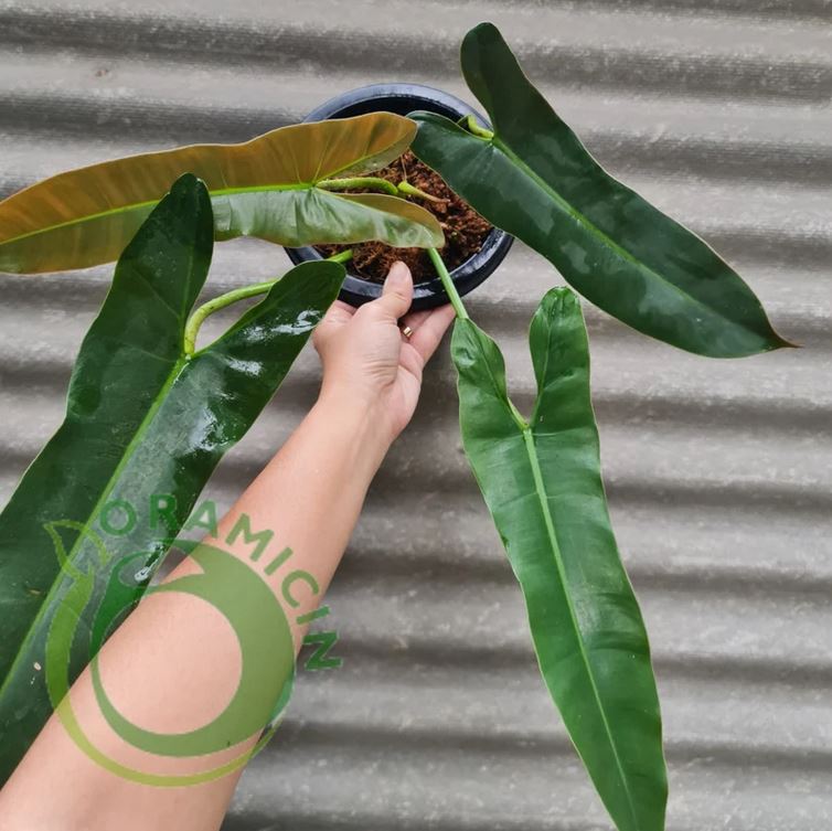 philodendron atabaponese Philodendron Atabapoense Bicolor – oramicin