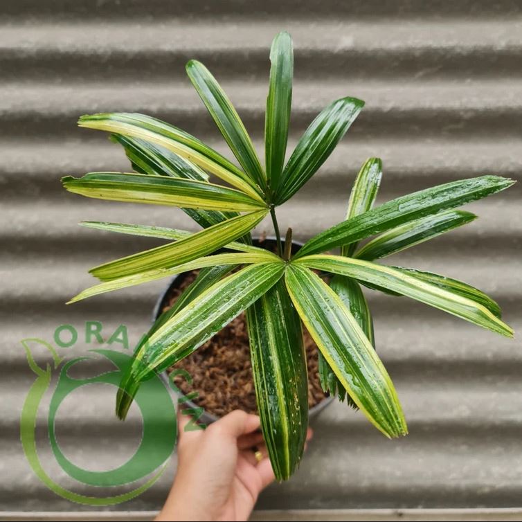 lady palm plant price Rhapis Humilis Lady Palm Variegated