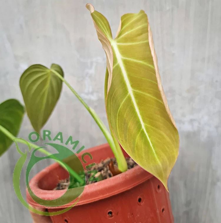 Philodendron Glorious ( Gloriosum X Melanochrysum) Tropical Plants ORAMICIN