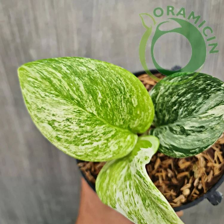 Scindapsus Treubii 달빛 대리석 여왕 열대 식물 ORAMICIN