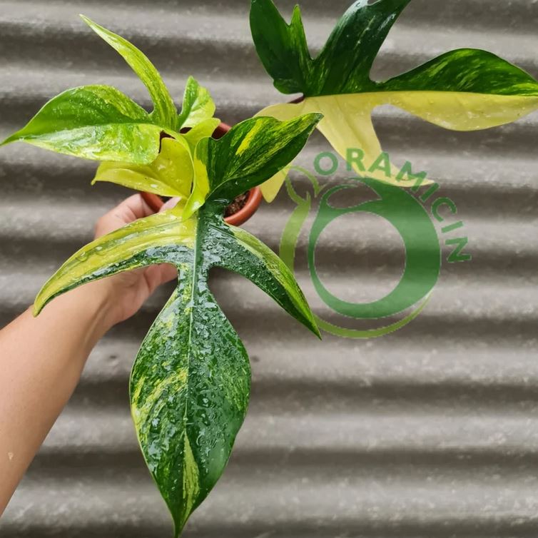 philodendron florida nz Philodendron Florida Beauty Variegated – oramicin