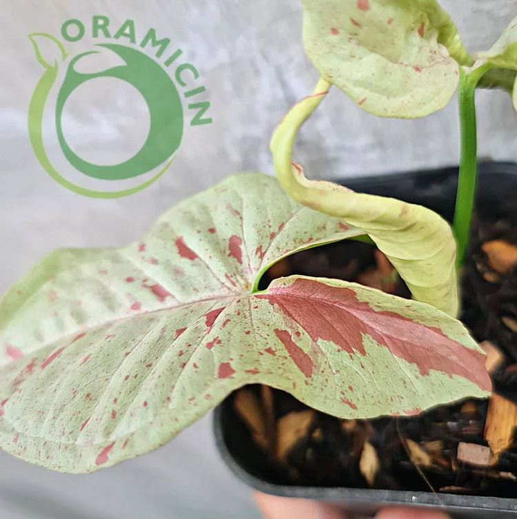 작은 Syngonium Milk Confetti 다양한 열대 식물 ORAMICIN