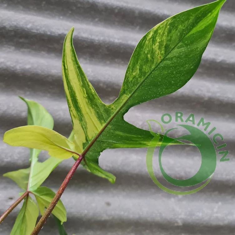 Philodendron Florida Beauty Variegated Tropical Plants ORAMICIN