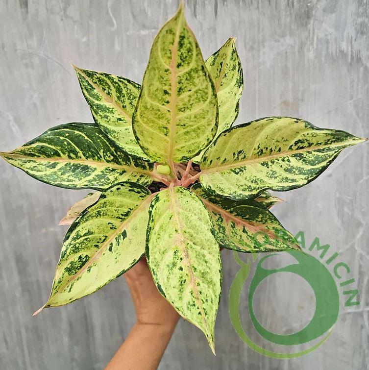 aglaonema frozen Aglaonema Frozen