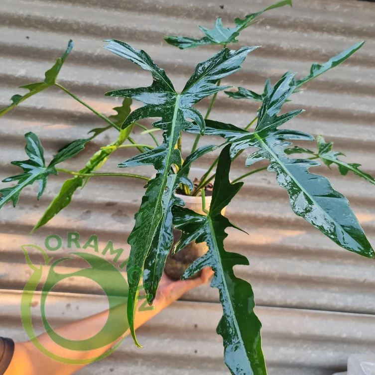 philodendron longirrhizum Philodendron Longilobatum