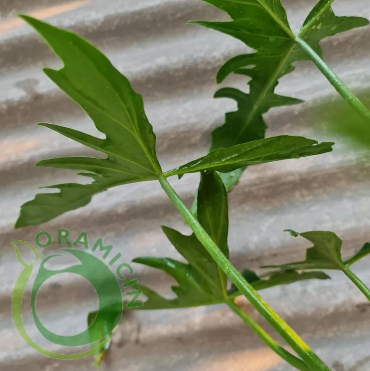 Philodendron Longilobatum Tropical Plants ORAMICIN