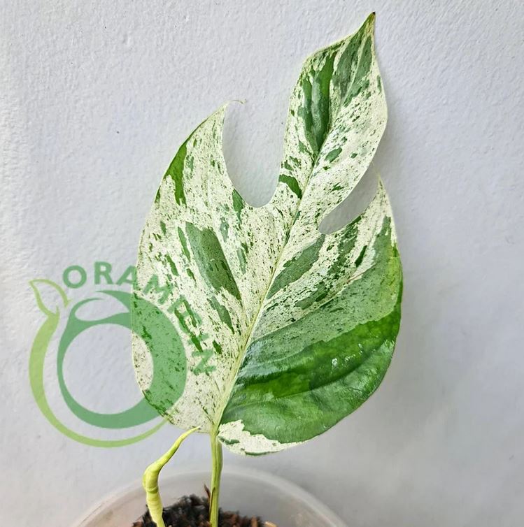 Epipremnum Pinnatum 대리석 잡색의 ORAMICIN