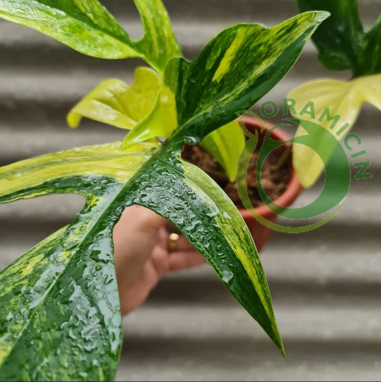 Philodendron Florida Beauty Variegated Tropical Plants ORAMICIN