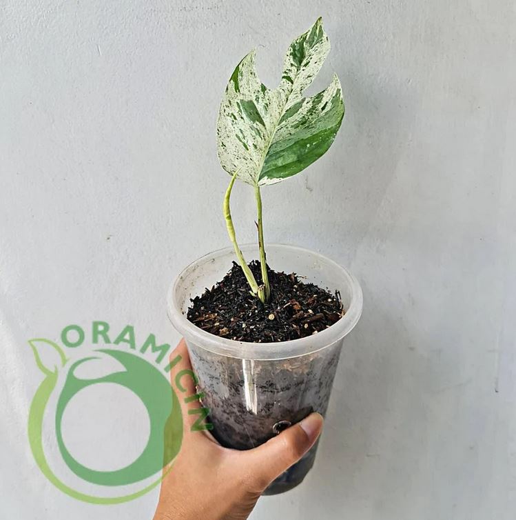 Epipremnum Pinnatum 대리석 잡색의 ORAMICIN