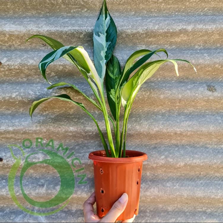 peace lily plant small Spatiphyllum Peace Lily Variegated – oramicin