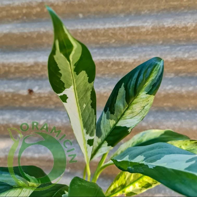 Spatiphyllum Variegated Peace Lily Tropical Plants ORAMICIN