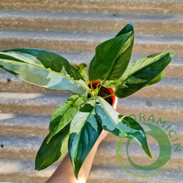 Spatiphyllum Variegated Peace Lily Tropical Plants ORAMICIN
