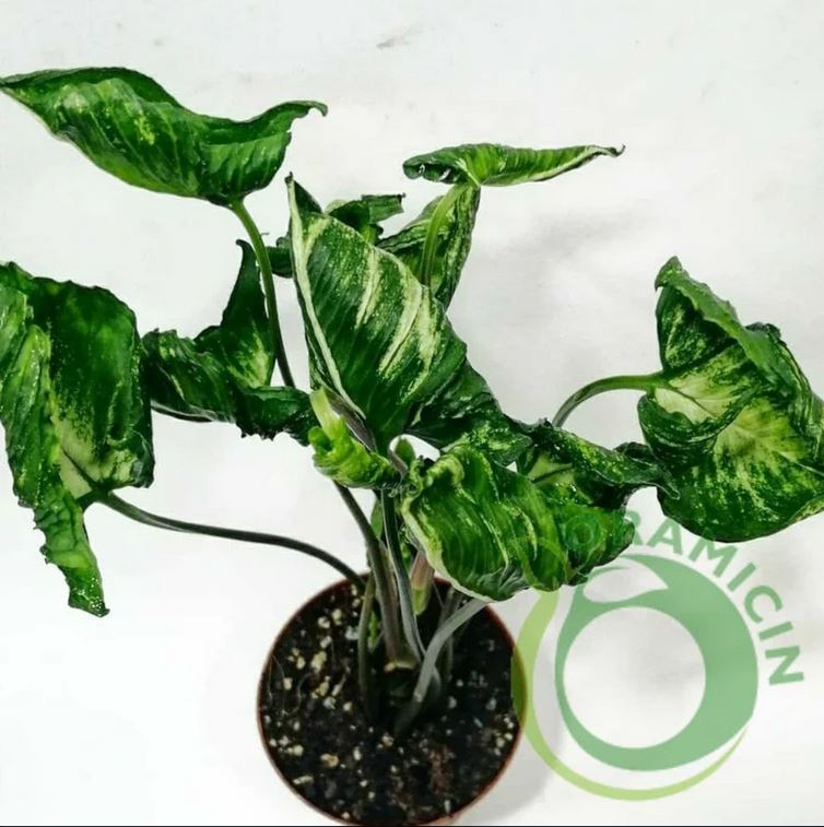 philodendron godzilla Syngonium 'Godzilla'