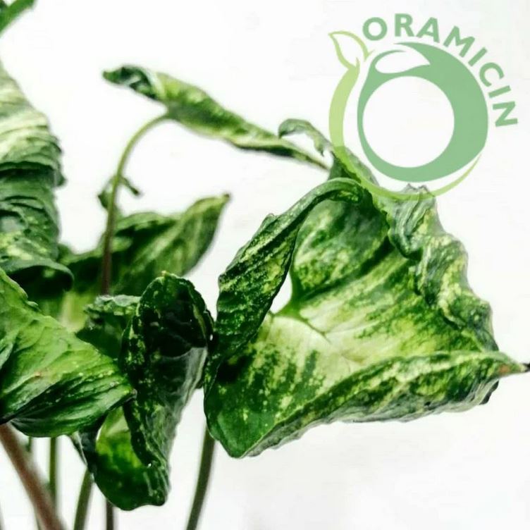Syngonium Godzilla Tropical Plants ORAMICIN