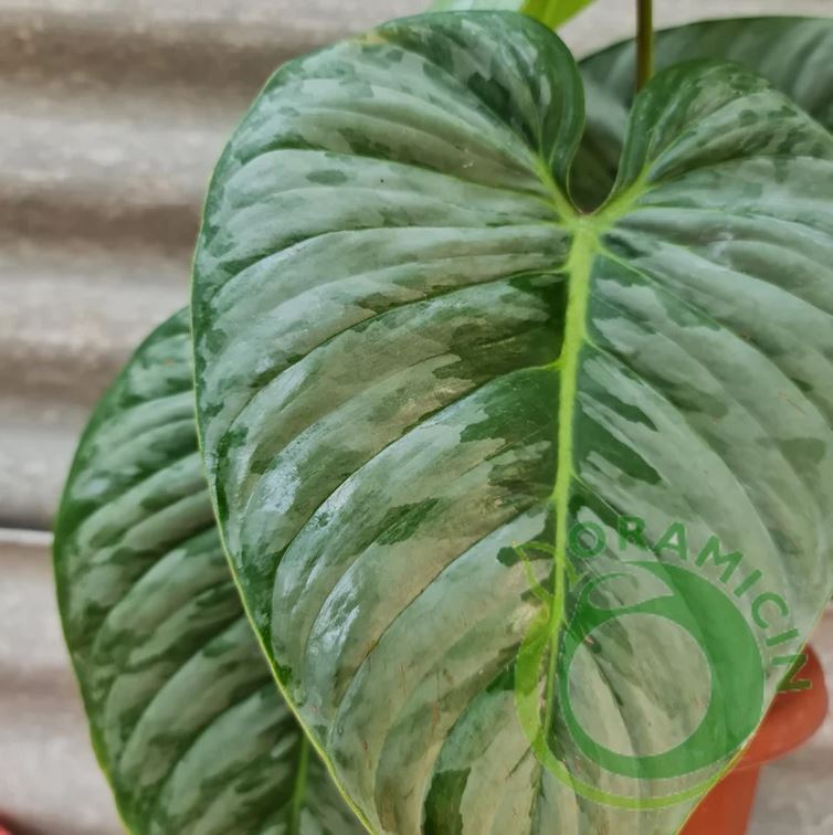 philodendron sodiroi mature Philodendron Sodiroi